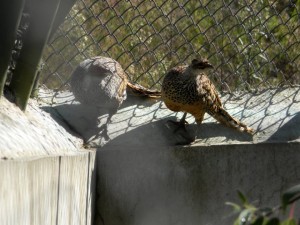 chail wildlife sanctuary